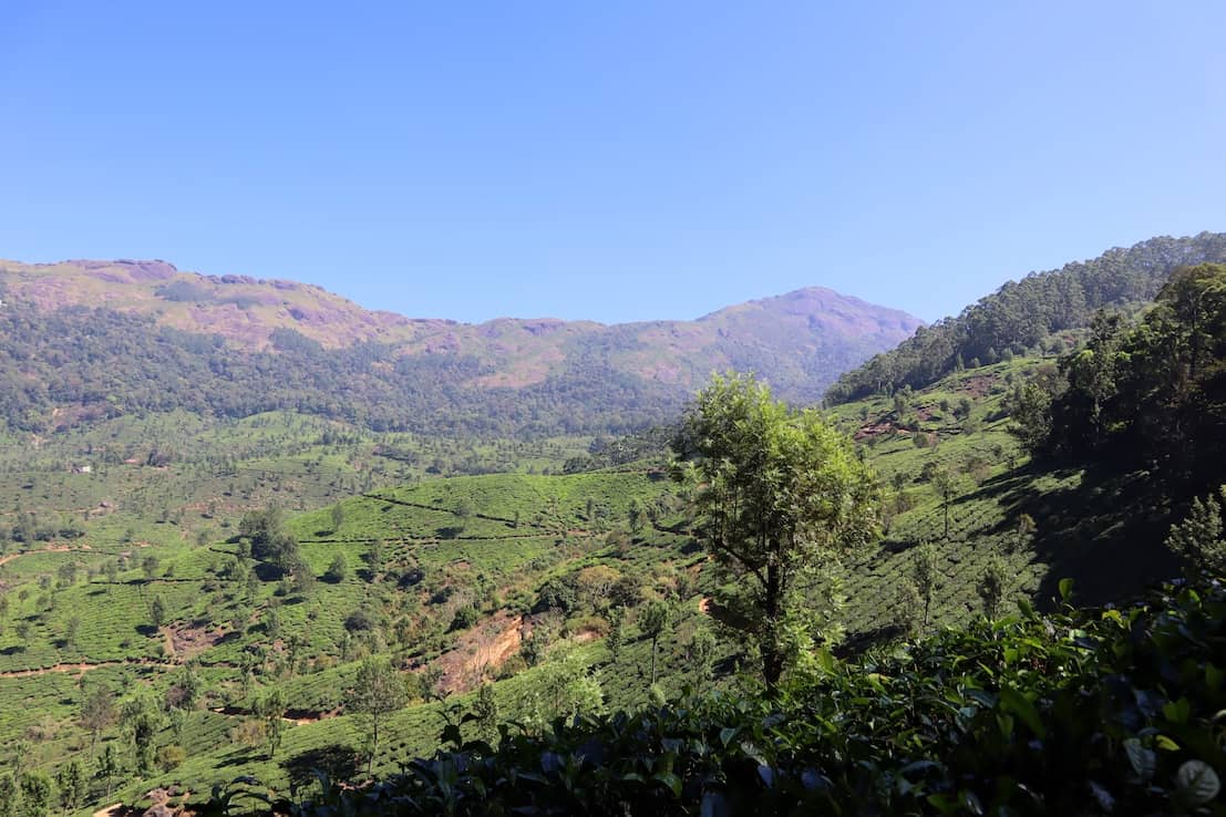 Tea Plantations in Kerala