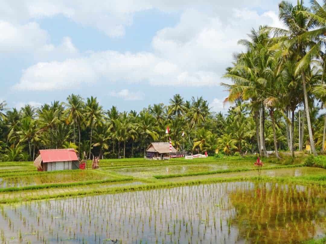 Ubud Rice Paddies - Ubud Rice Paddies | Best Bali Sunset