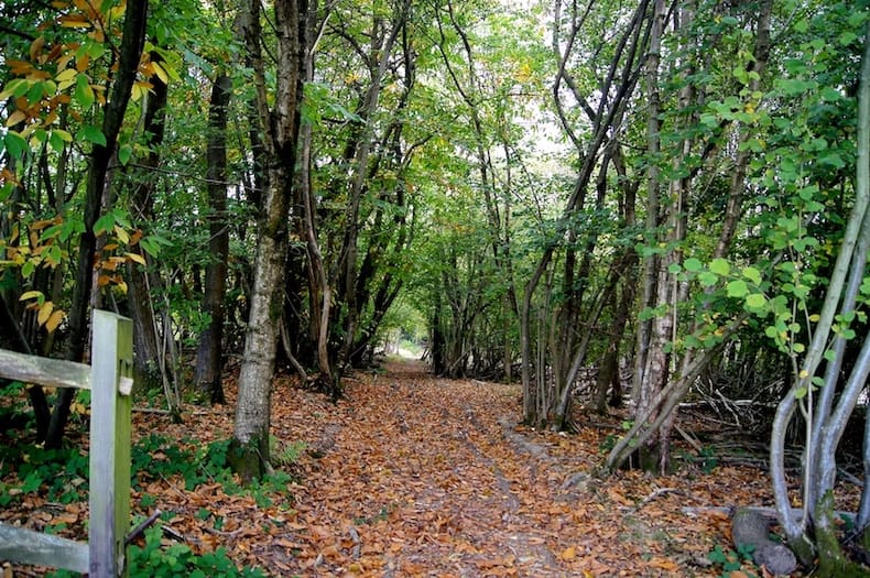 Ashdown Forest - Road Trip from London, Ashdown Forest