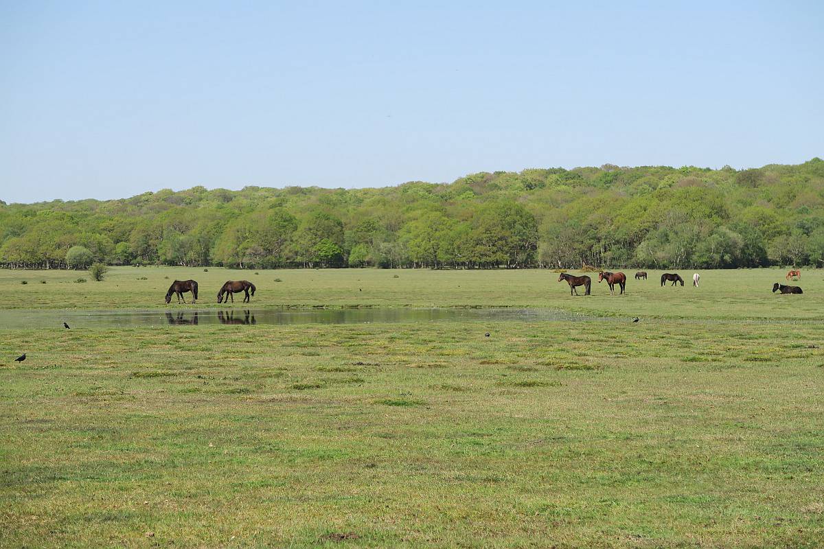 New Forest - Road Trip from London, New Forest