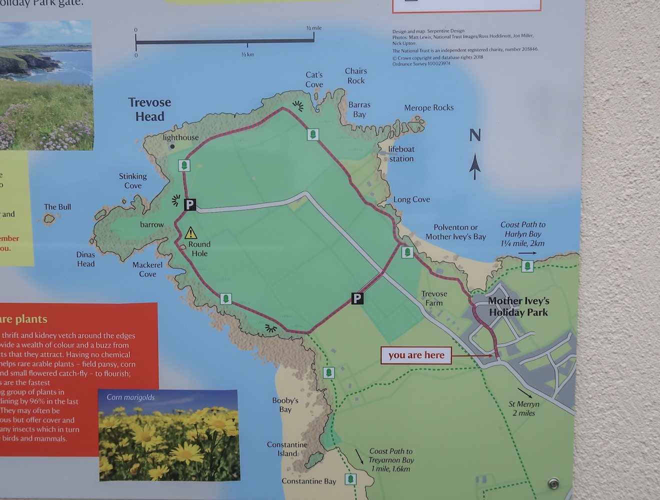 Things to do in Padstow Cornwall - Things to do in Padstow Cornwall, Mother Iveys Bay Walk