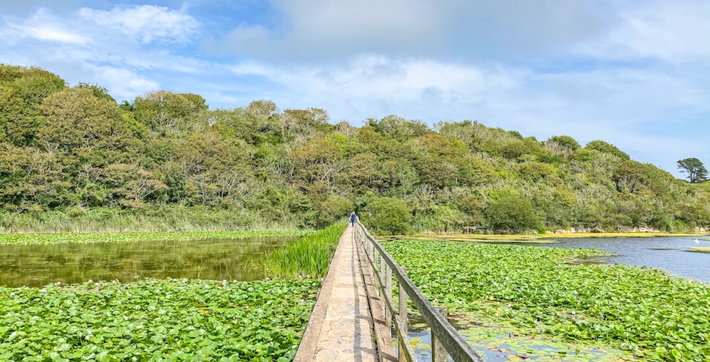Bosherston Lilly Ponds - Bosherston Lilly Ponds