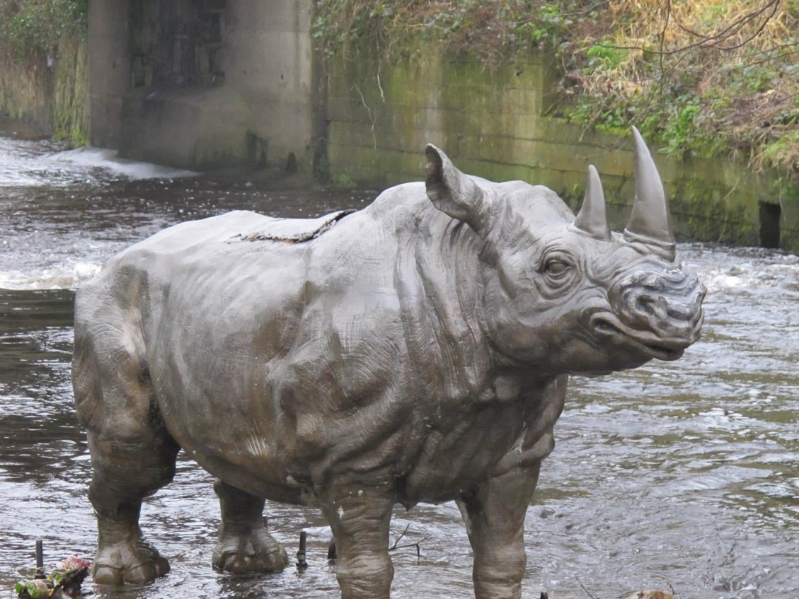 Dodder Rhino Dublin - hidden gems in Dublin, Dodder Rhino Dublin
