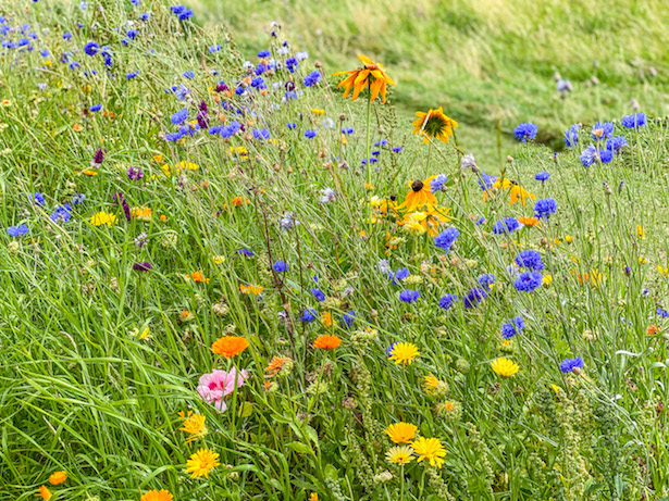 Calke Abbey Walks - Calke Abbey Walks, Wild Flowers