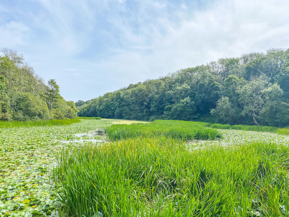 Bosherston Lilly Ponds - Bosherston Lilly Ponds