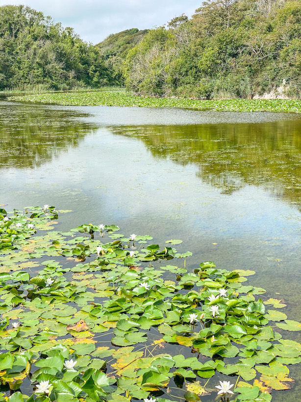 Bosherston Lilly Ponds - Bosherston Lilly Ponds
