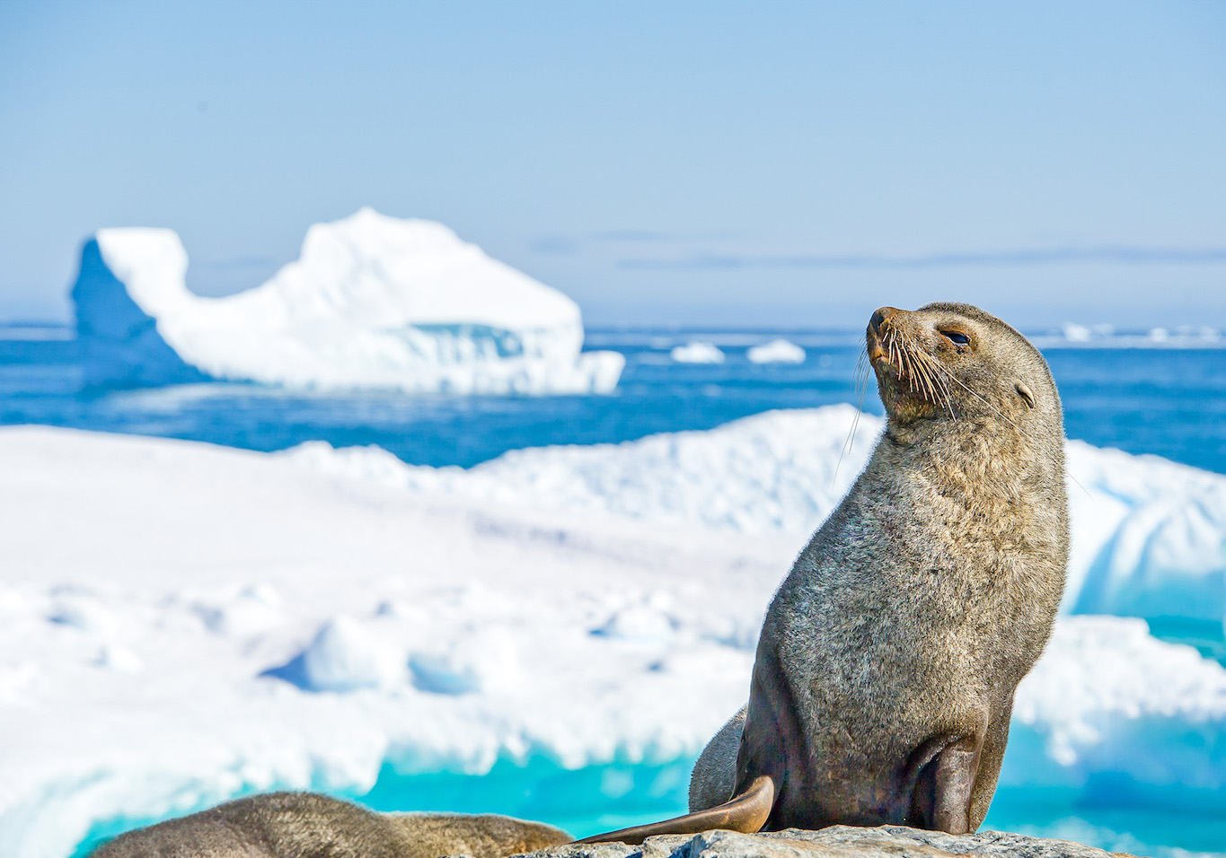 Antarctica Tour - Antarctica Tour