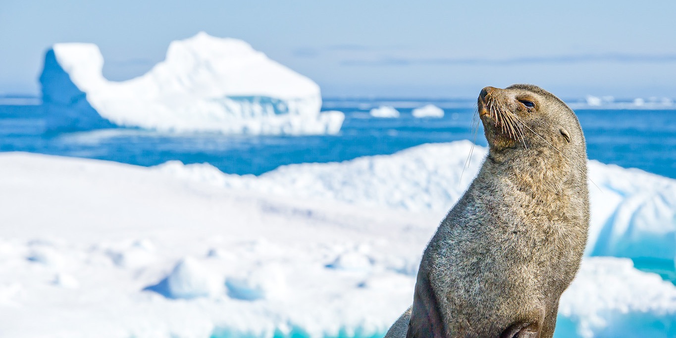 Antarctica Tour - Antarctica Tour