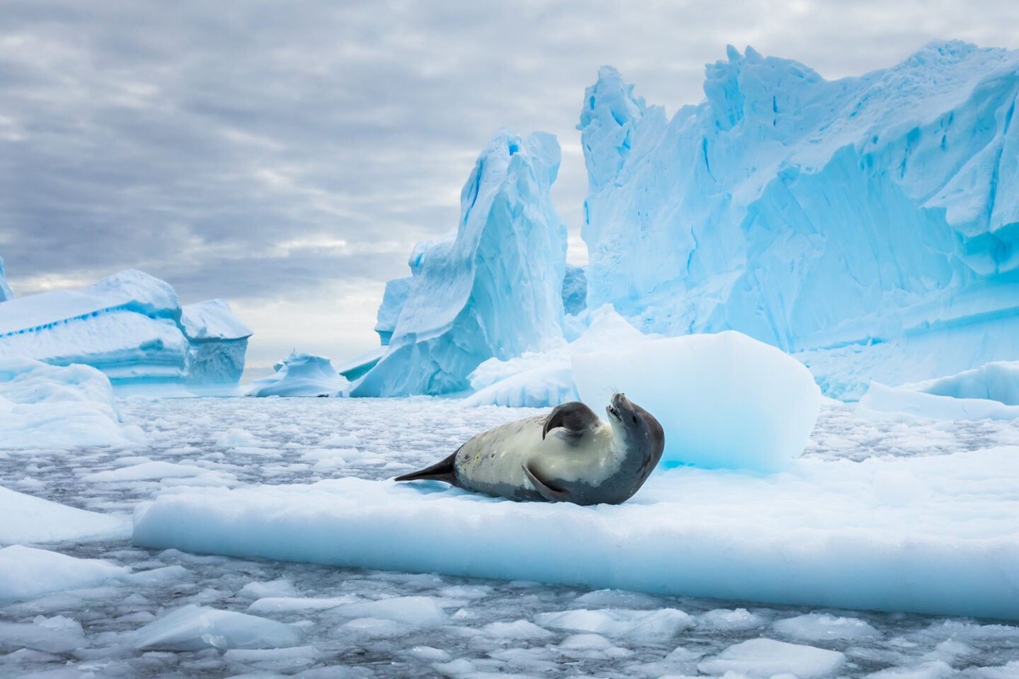 Antarctica Tour - Antarctica Tour