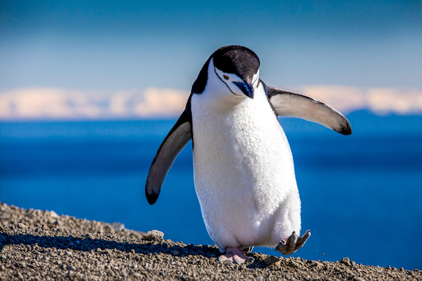 Antarctica Tour - Antarctica Tour