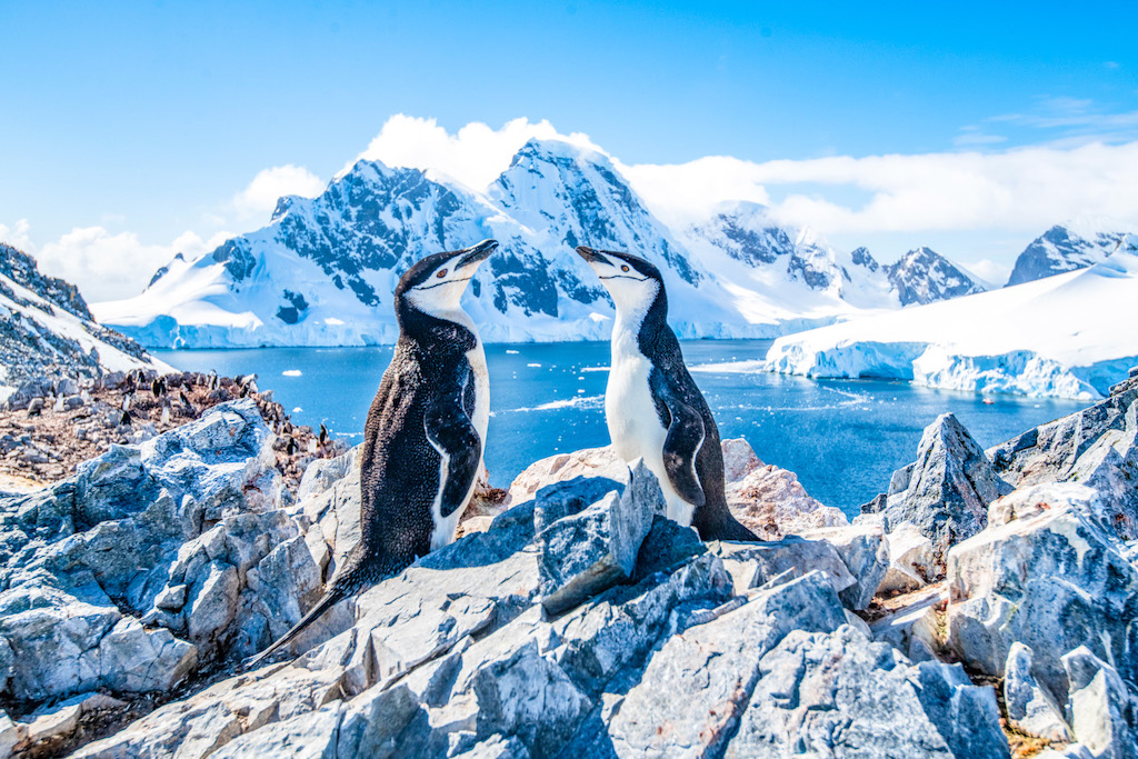 Antarctica Tour - Antarctica Tour