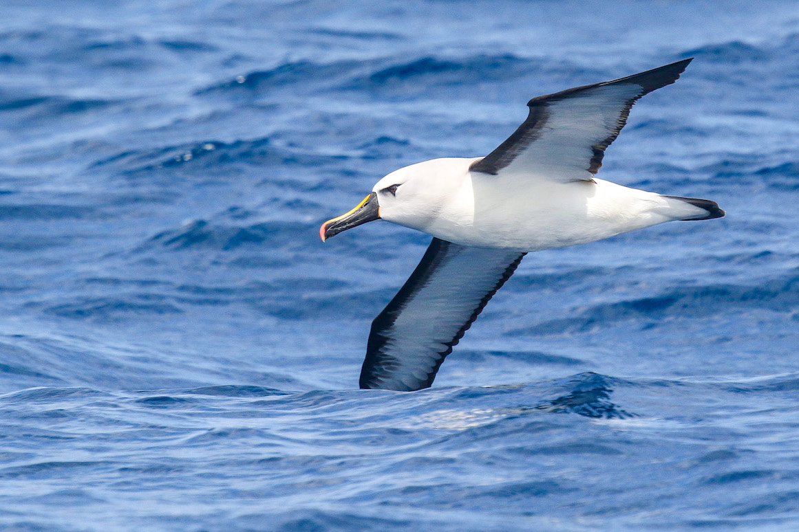 Antarctica Tour - Antarctica Tour