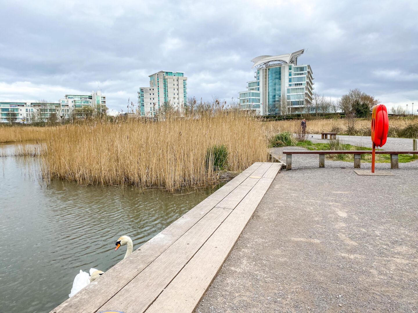 Cardiff Bay Wetlands Reserve Birds - Cardiff Bay Wetlands Reserve Birds