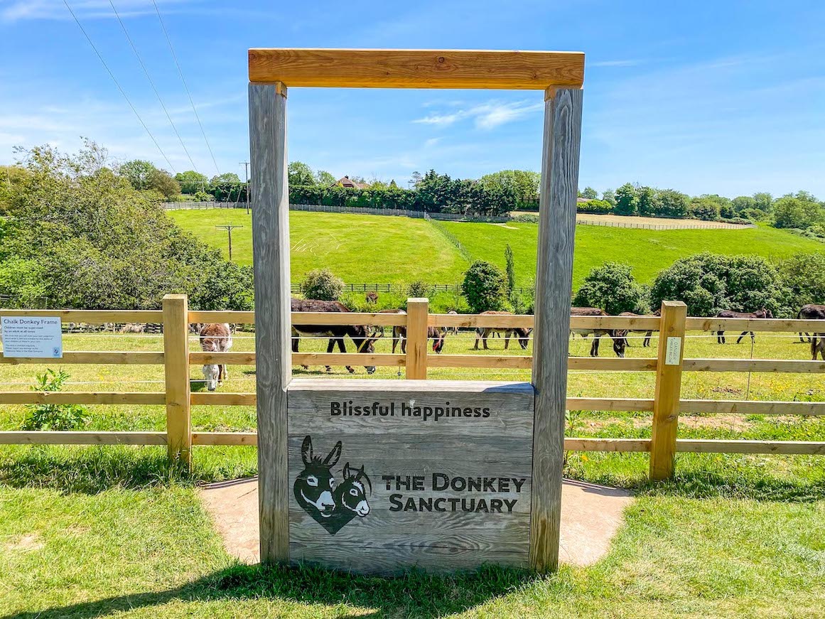 Things to do near Lyme Regis, Sidmouth Donkey Sanctuary - Things to do near Lyme Regis, Sidmouth Donkey Sanctuary
