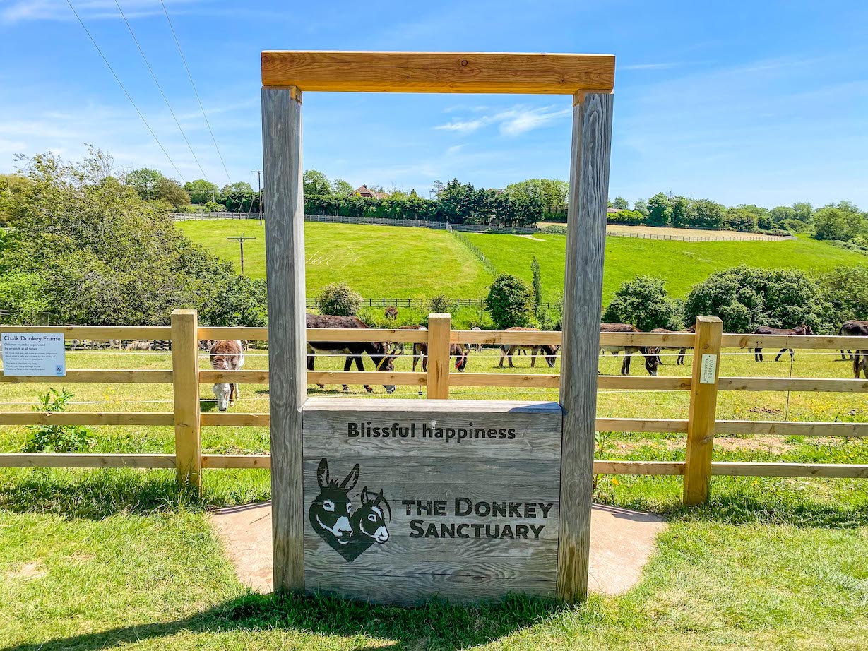 Sidmouth Donkey Sanctuary near Royal Oak Farm Devon - Sidmouth Donkey Sanctuary near Royal Oak Farm Devon