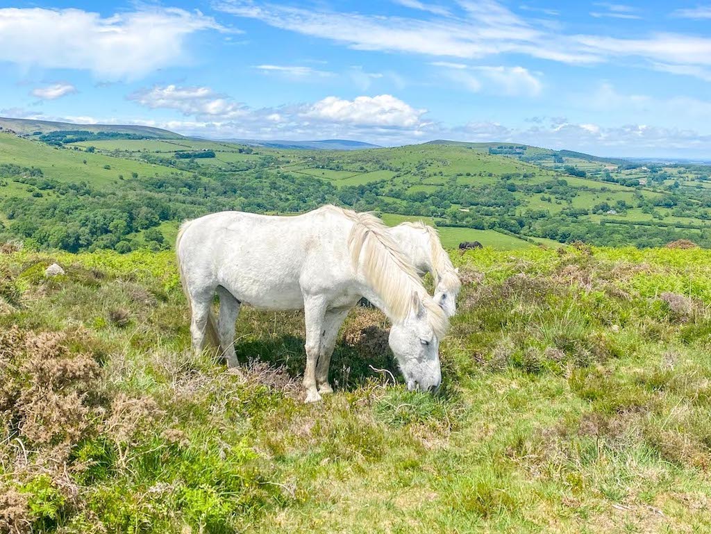 Haytor Walk, Saddle Tor Walk, Hound Tor Walk - Haytor Walk, Saddle Tor Walk, Hound Tor Walk