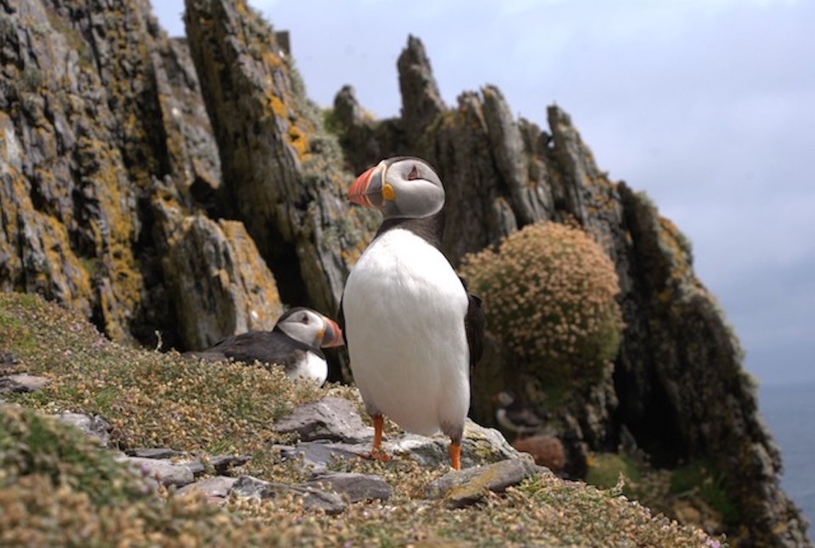 Wild Atlantic Way Route, Skellig Michael Puffin - Wild Atlantic Way Route, Skellig Michael Puffin