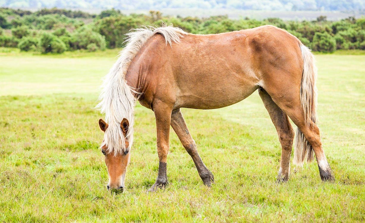 CORNWALL ROAD TRIP FROM LONDON New Forest - Cornwall Road Trip from London, New Forest Ponies