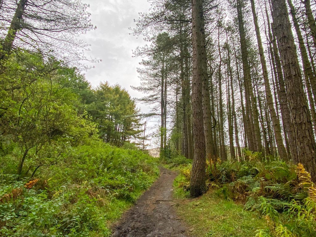 dovestone reservoir walk, Dovestone reservoir forest path - dovestone reservoir walk, Dovestone reservoir forest path