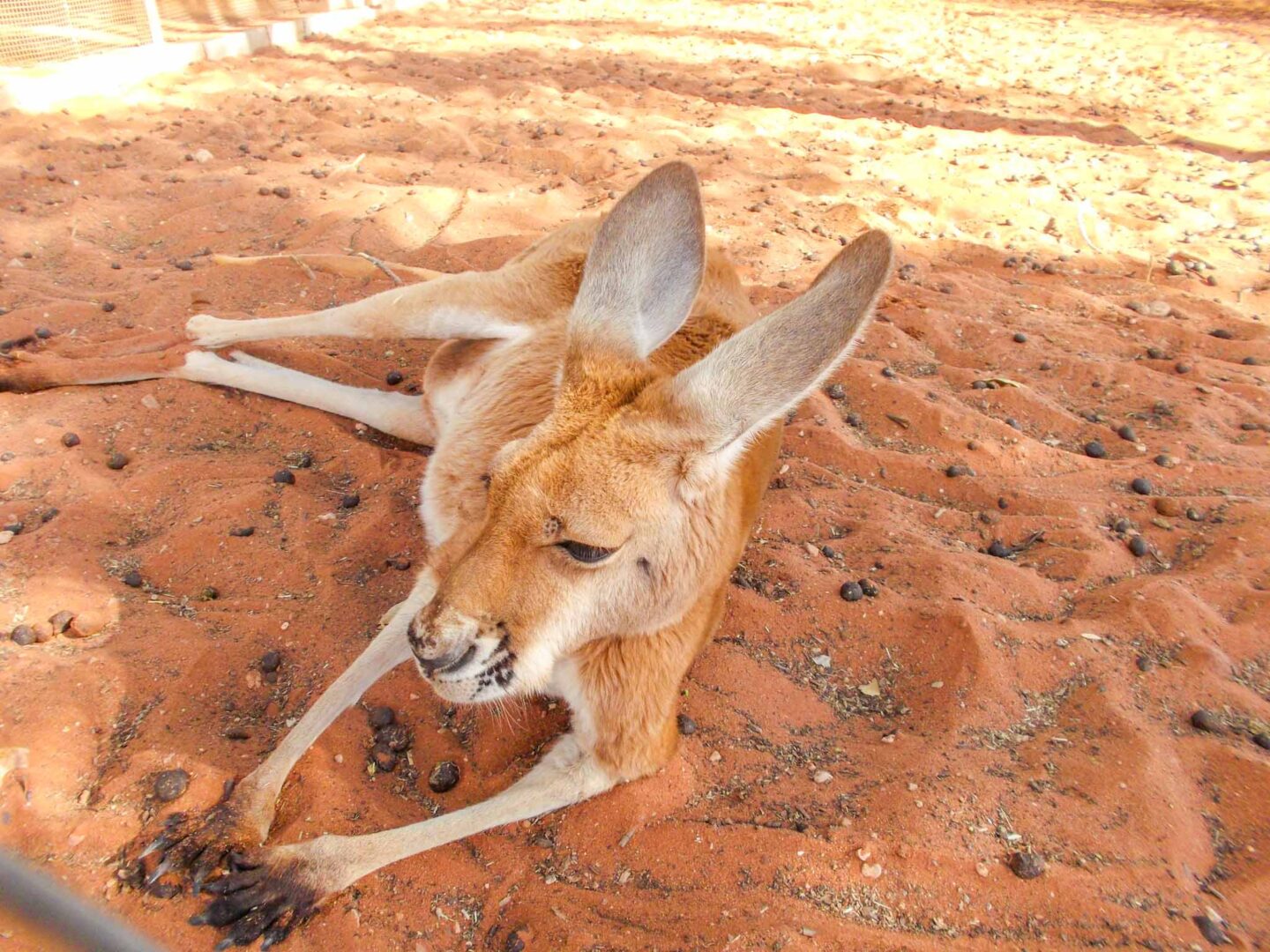 the red centre, kangaroo - the red centre, kangaroo