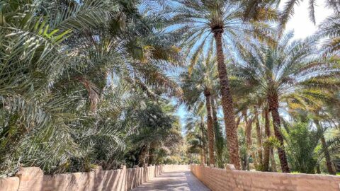 The Wandering Quinn Travel Blog things to do in Al Ain