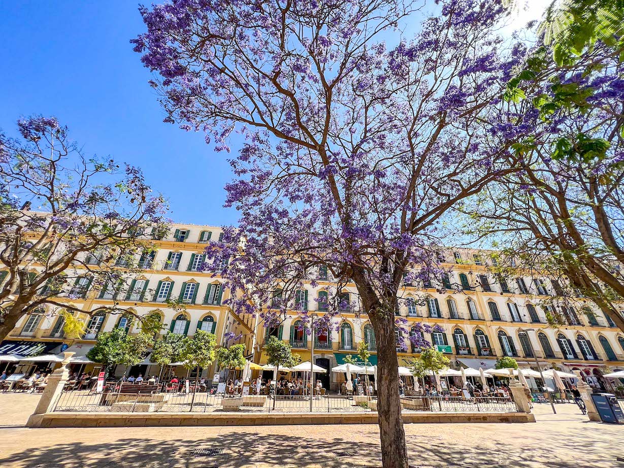 Southern Spain itinerary, Malaga Spring flowers - Southern Spain itinerary, Malaga Spring flowers