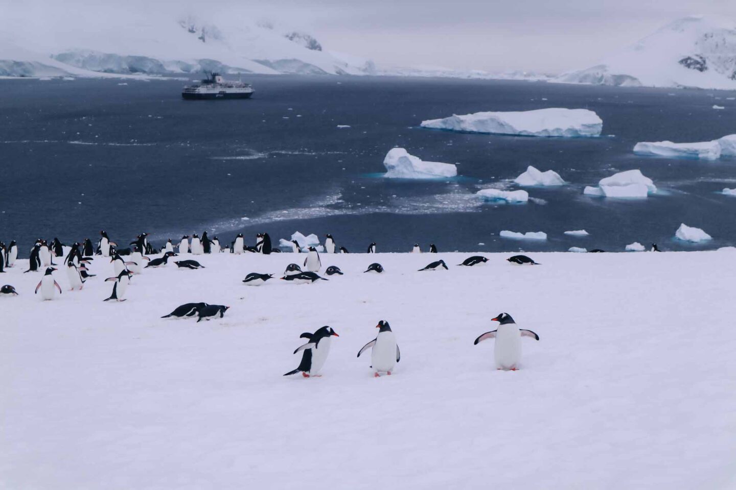 Antarctica in November, Best time to visit Antarctica, penguins on snow island - Antarctica in November, Best time to visit Antarctica, penguins on snow island