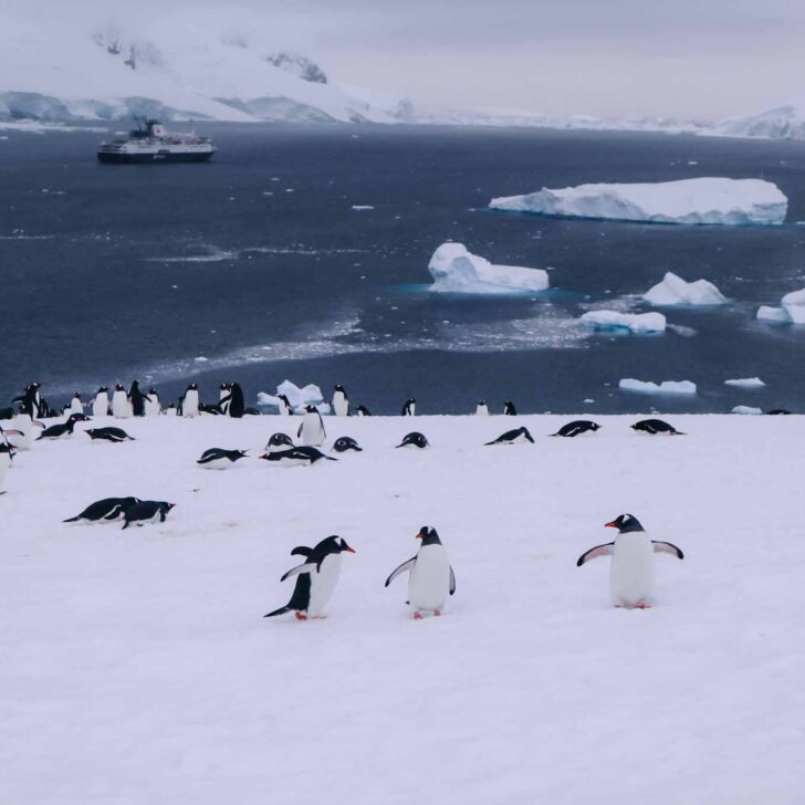 The Wandering Quinn Travel Blog Antarctica in November, Best time to visit Antarctica, penguins on snow island