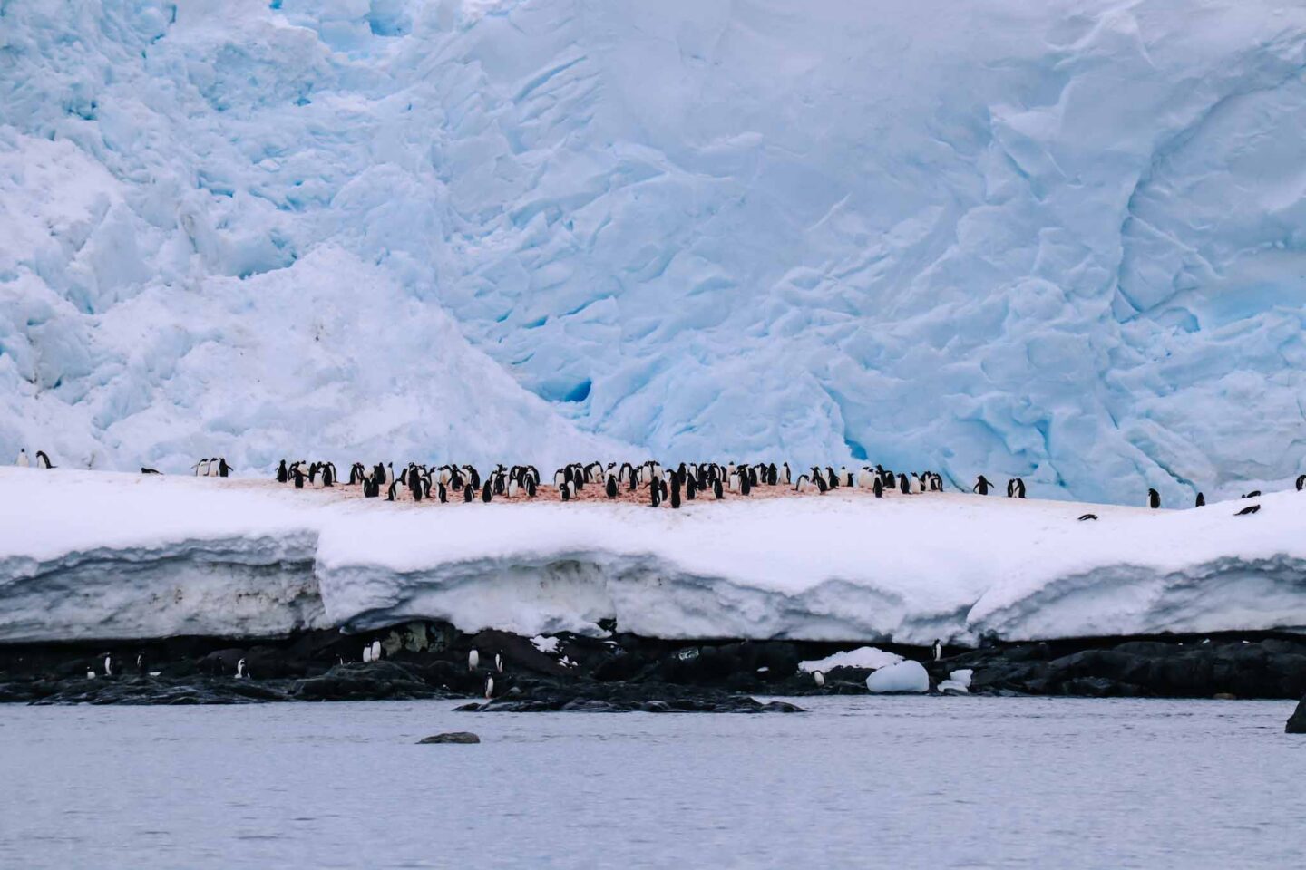 Antarctica in November, Best time to visit Antarctica, Penguins on snow surface - Antarctica in November, Best time to visit Antarctica, Penguins on snow surface