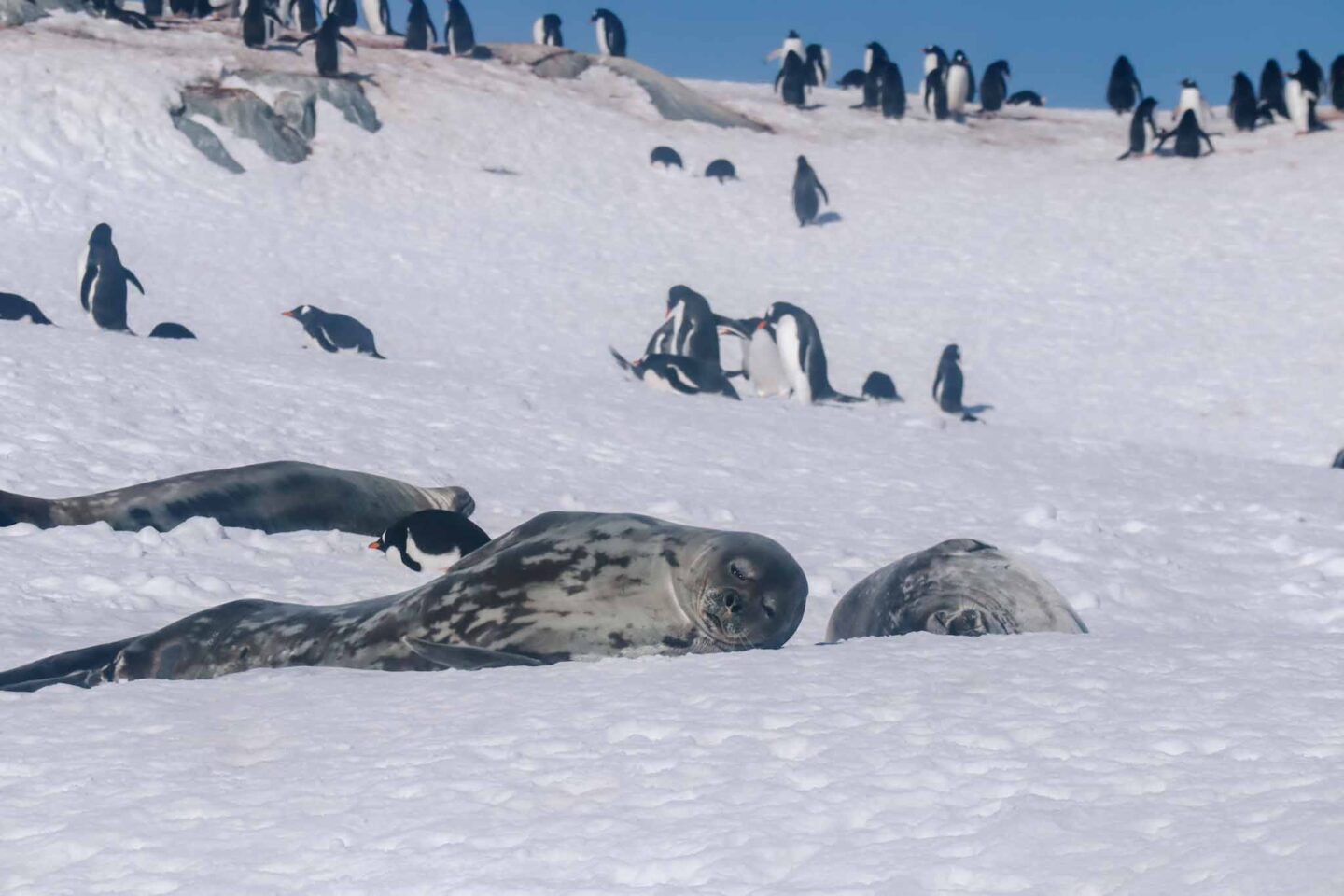 Antarctica in November, Best time to visit Antarctica, seals and penguins on the snow - Antarctica in November, Best time to visit Antarctica, seals and penguins on the snow