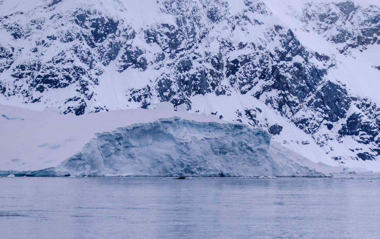 Antarctica in November, Best time to visit Antarctica, humpback whale fin in ocean - Antarctica in November, Best time to visit Antarctica, humpback whale fin in ocean