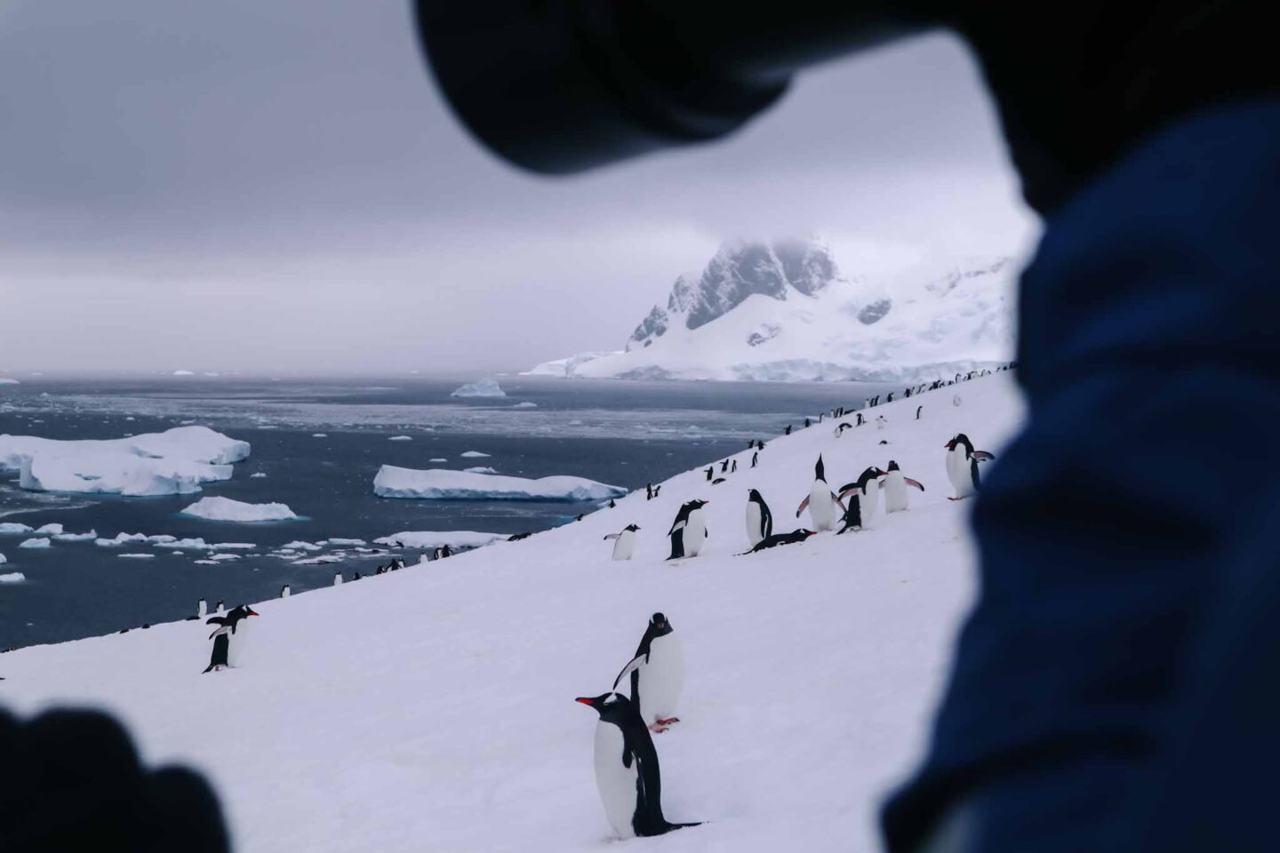 gentoo penguins on snow in Antarctica, passengers on front of ship in Antarctica, Can you visit Antarctica, Why do people visit Antarctica, - The Wandering Quinn Travel Blog gentoo penguins on snow in Antarctica, passengers on front of ship in Antarctica, Can you visit Antarctica, Why do people visit Antarctica,