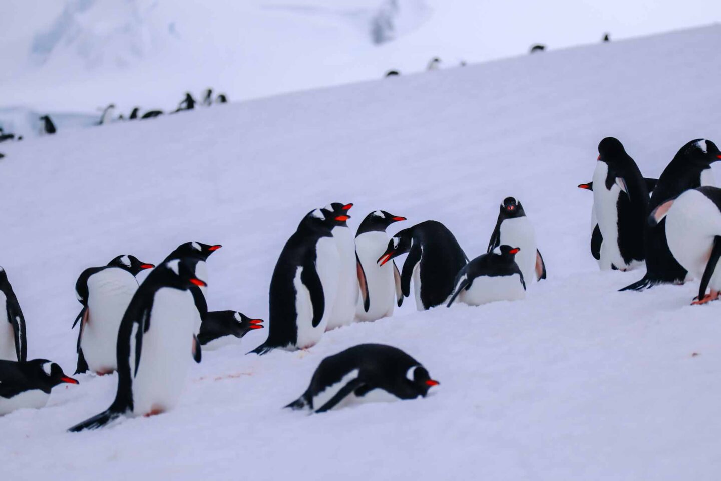 gentoo penguins on snow in Antarctica, Can you visit Antarctica, - The Wandering Quinn Travel Blog gentoo penguins on snow in Antarctica, Can you visit Antarctica,
