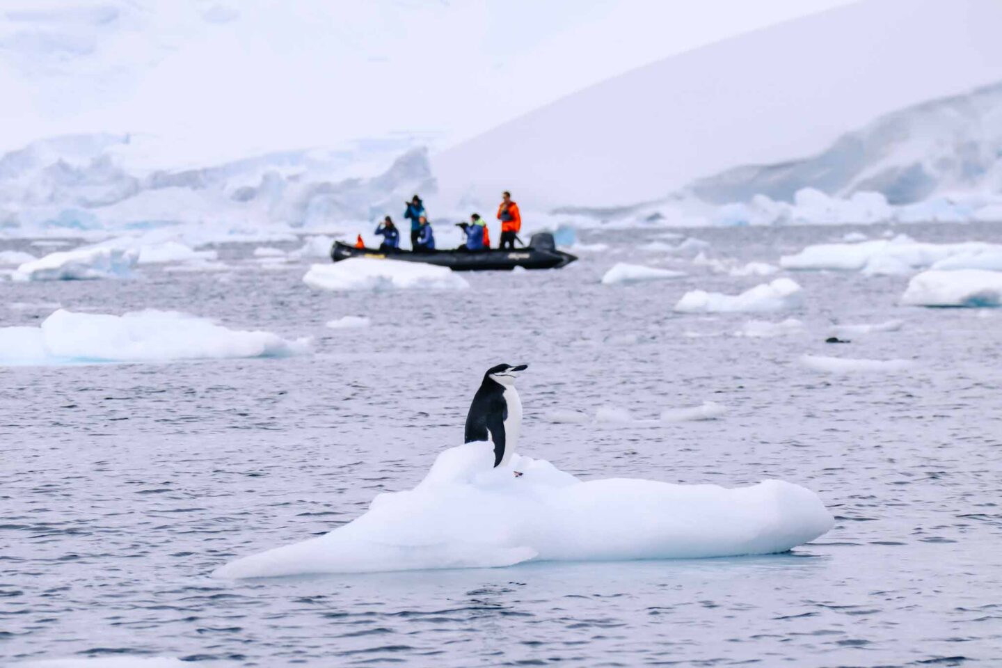 chin strap penguin on ice in Antarctica, Can you visit Antarctica, - The Wandering Quinn Travel Blog chin strap penguin on ice in Antarctica, Can you visit Antarctica,