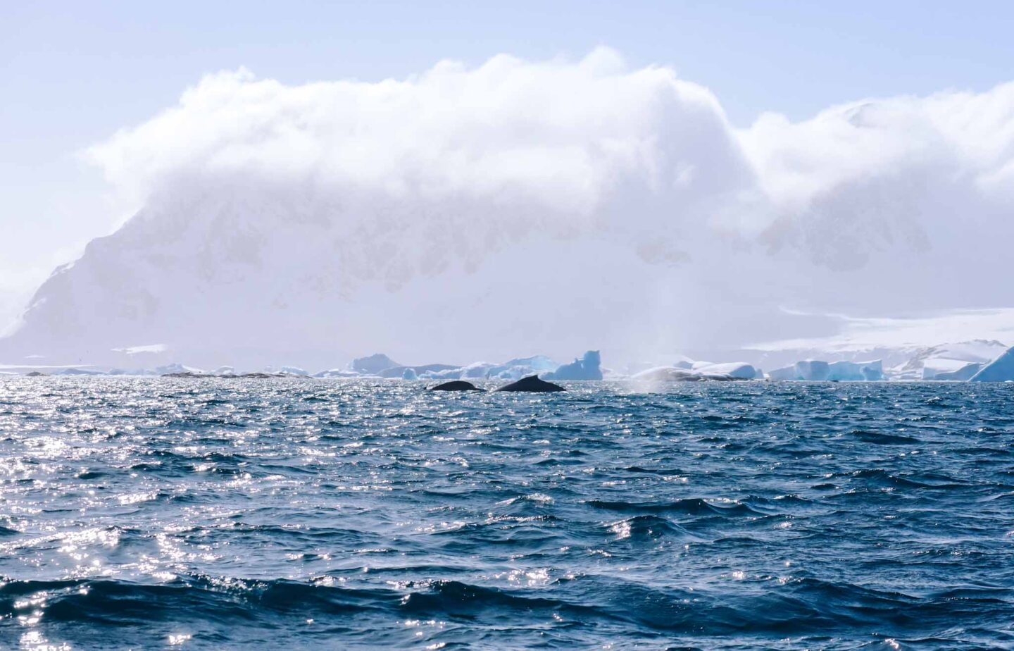 Humpback Whale Tail in Antarctica, Can you visit Antarctica, - The Wandering Quinn Travel Blog Humpback Whale Tail in Antarctica, Can you visit Antarctica,