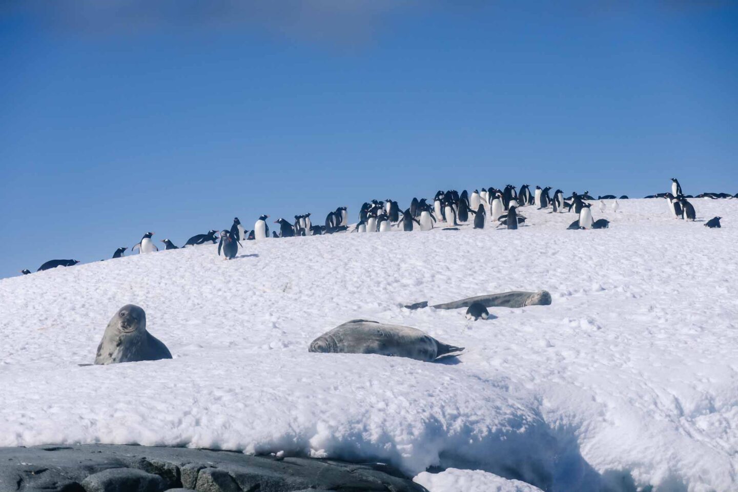 penguins and seals on snow in Antarctica, Can you visit Antarctica, - The Wandering Quinn Travel Blog penguins and seals on snow in Antarctica, Can you visit Antarctica, Why do people visit Antarctica,