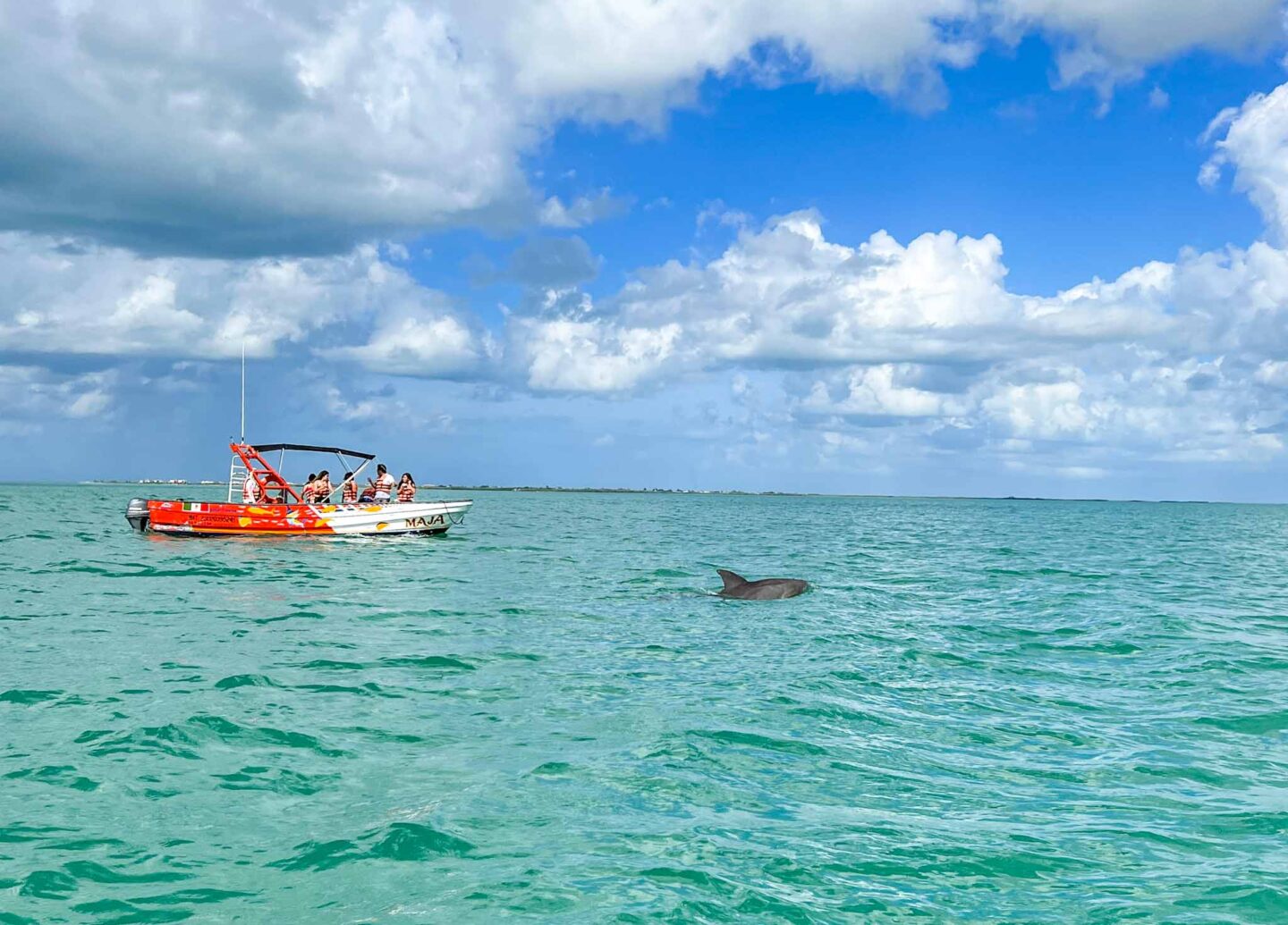 dolphin on Isla Holbox half day tour, Yucatan Road Trip, 1 week Mexico itinerary, - dolphin on Isla Holbox half day tour, Yucatan Road Trip, 1 week Mexico itinerary,