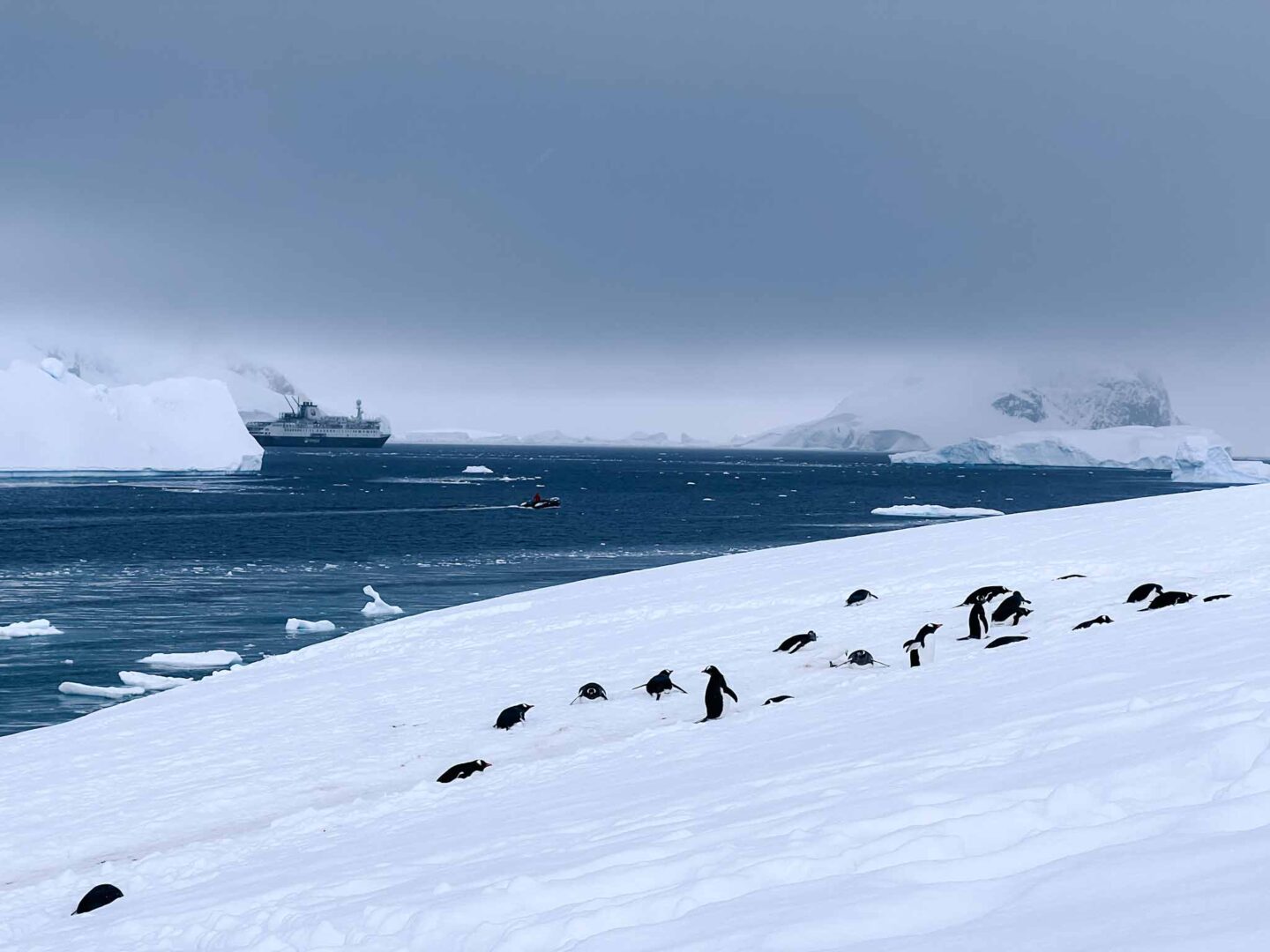 penguins on snow in Antarctica with ship in background, Can you visit Antarctica, Why do people visit Antarctica, - The Wandering Quinn Travel Blog penguins on snow in Antarctica with ship in background, Can you visit Antarctica, Why do people visit Antarctica,