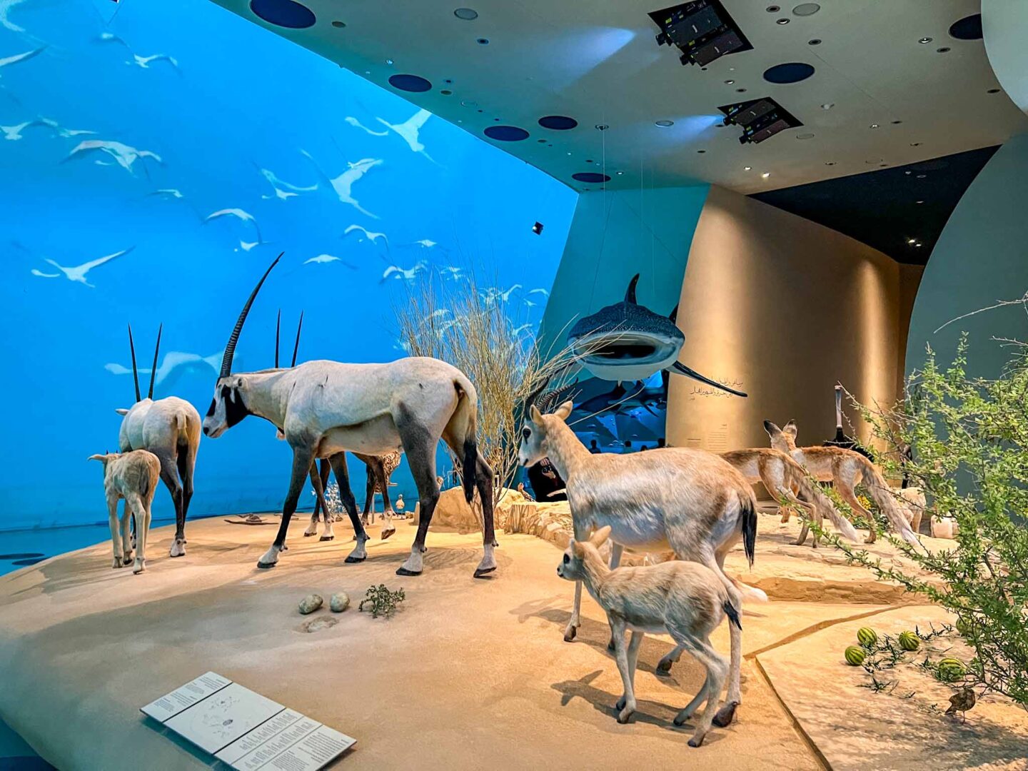 animal exhibition inside National Museum of Qatar, Doha itinerary, Qatar itinerary, - The Wandering Quinn Travel Blog animal exhibition inside National Museum of Qatar, Doha itinerary, Qatar itinerary,