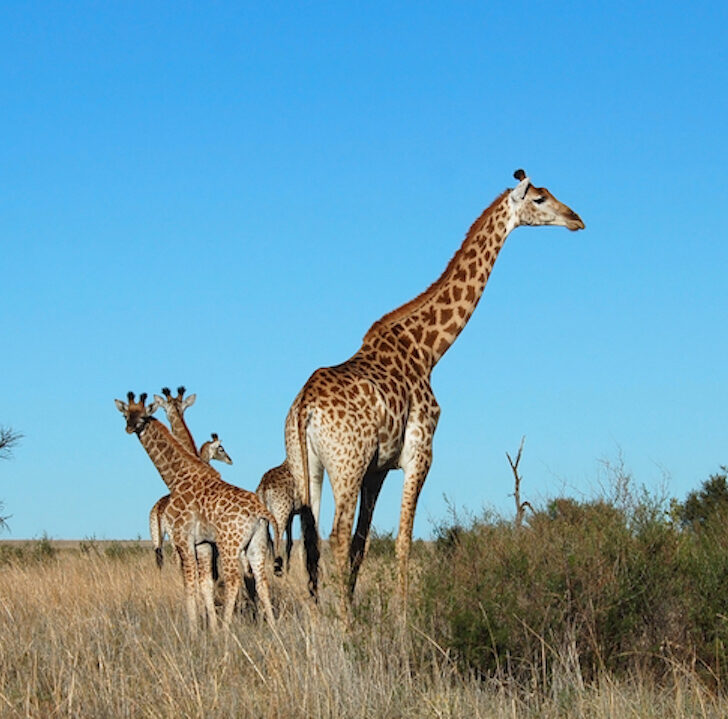 The Wandering Quinn Travel Blog best places to visit in Africa in July August