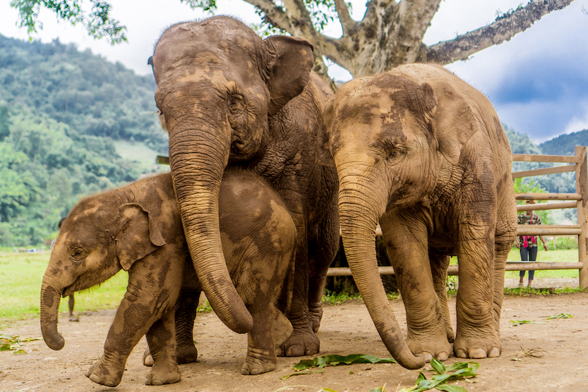 Chiang Mai, Thailand - Elephant Nature Park, attractions in chiang mai, popular thailand destinations