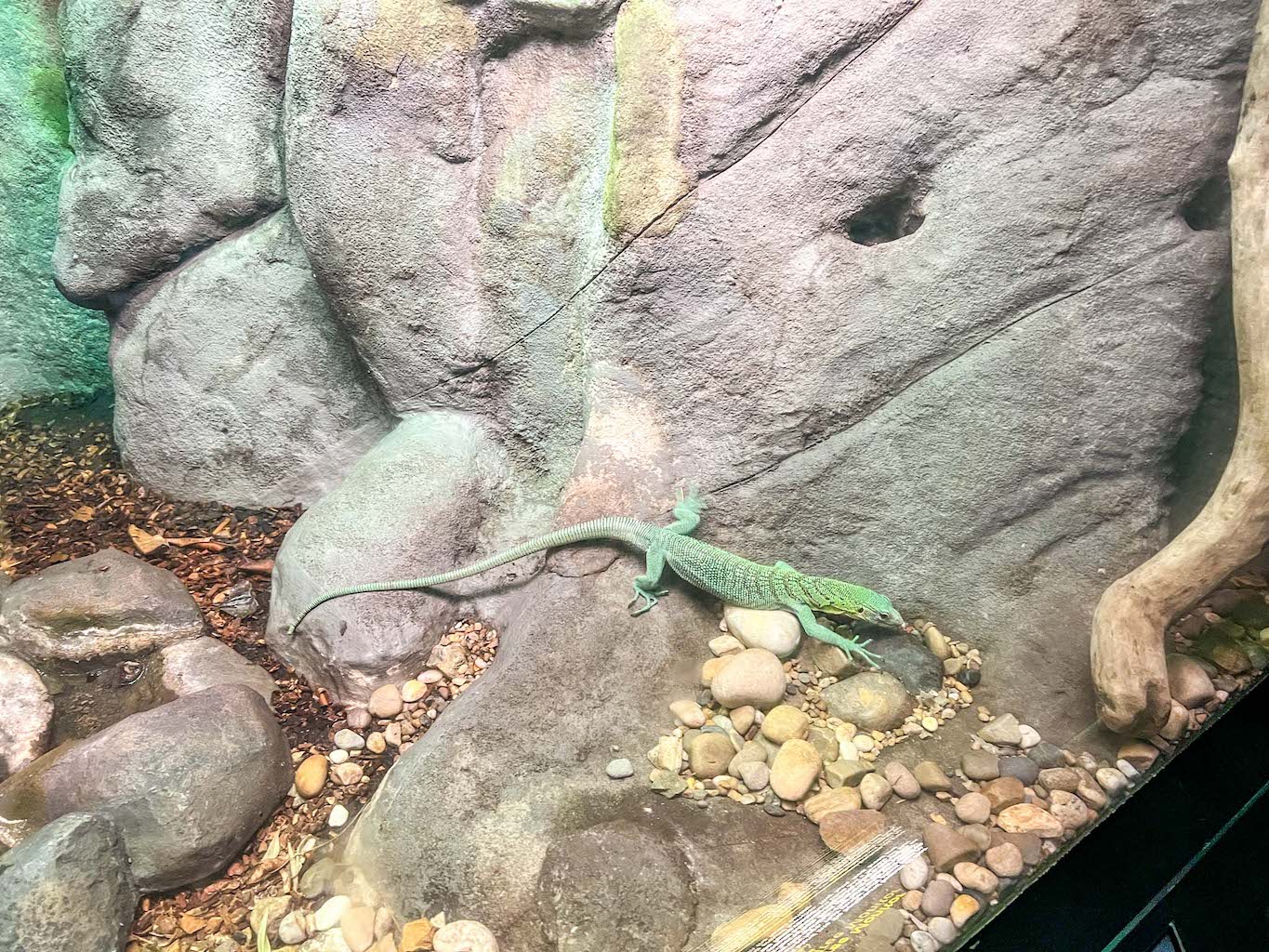 The Vivarium Lizard at Manchester Museum, Family Days Out in Manchester, Manchester with kids, - The Vivarium Lizard at Manchester Museum, Family Days Out in Manchester, Manchester with kids,