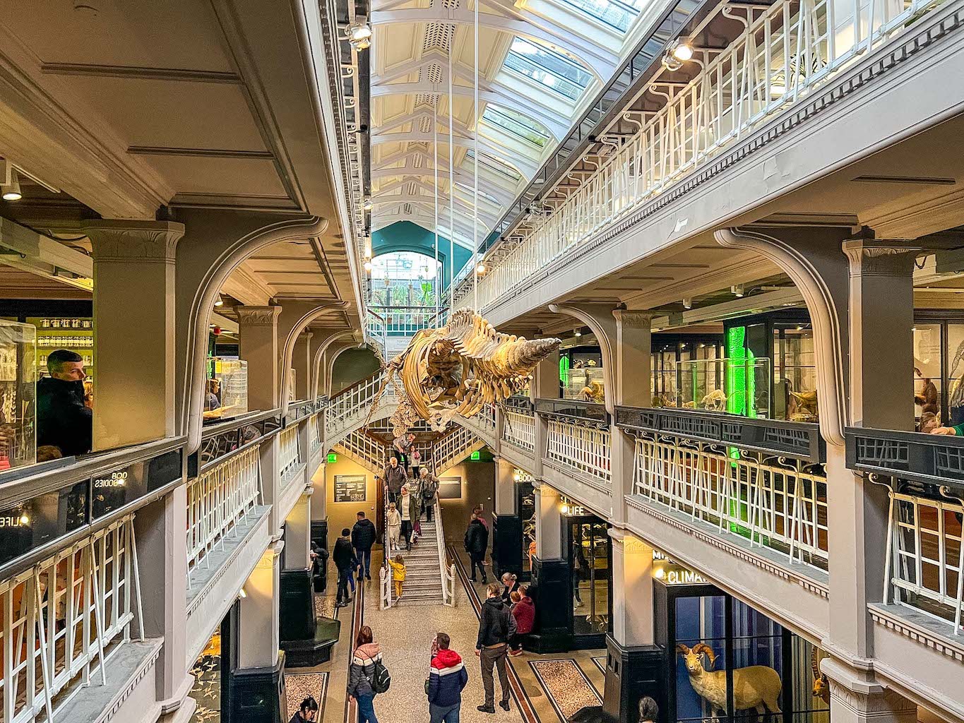 inside Manchester Museum with Whale skeleton, one day in Manchester - inside Manchester Museum with Whale skeleton, one day in Manchester