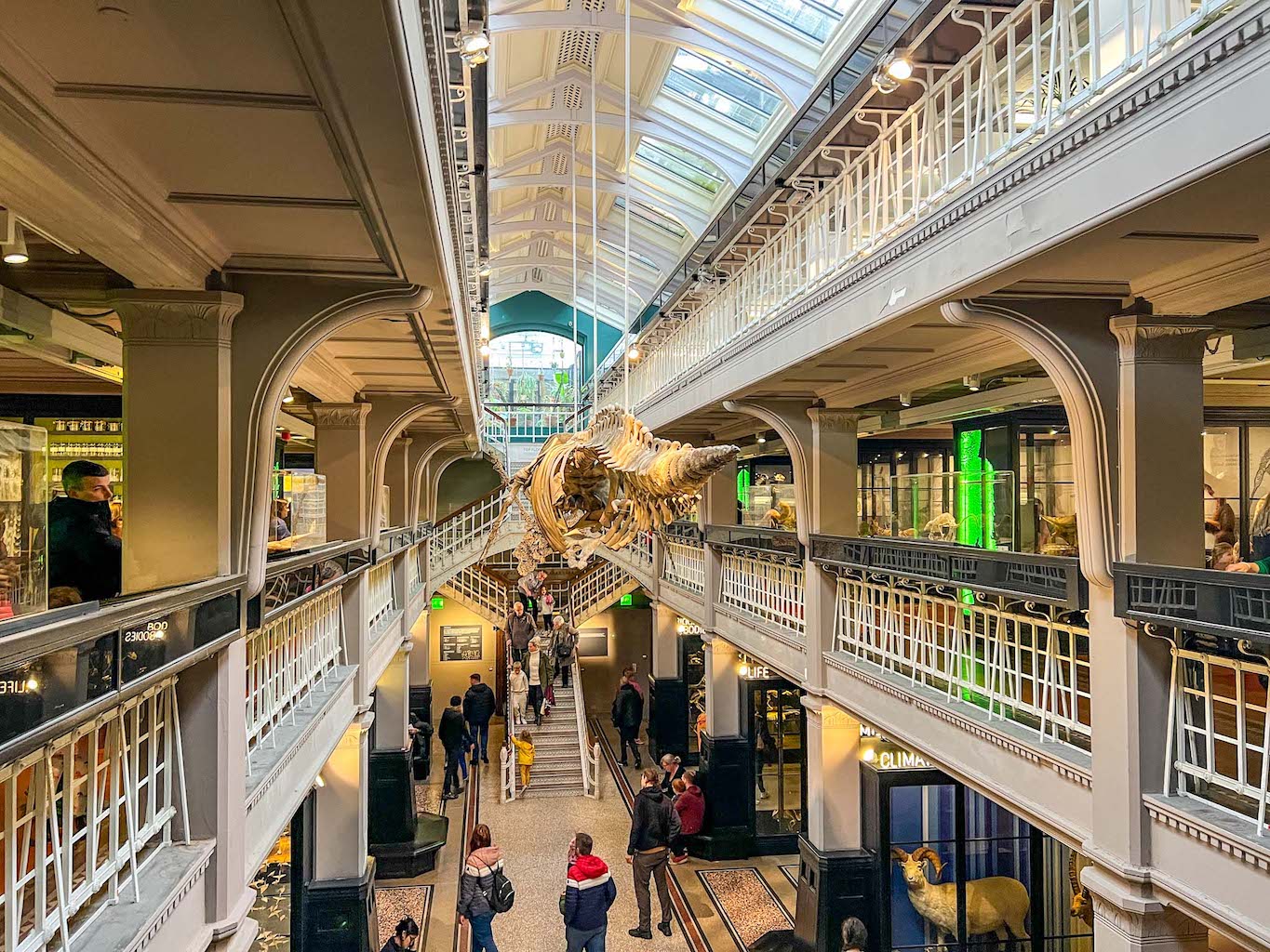 Sperm Whale at Manchester Museum, Family Days Out in Manchester, Manchester with kids, 