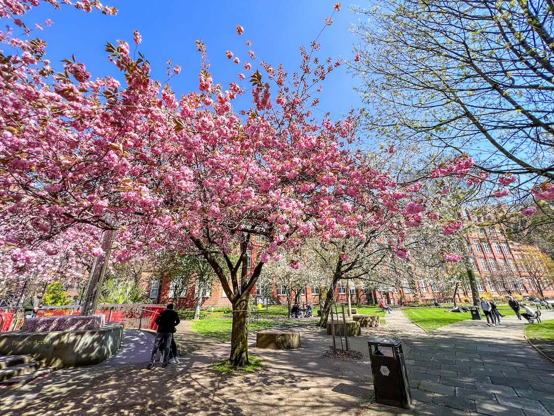 Sackville Gardens Spring Blossom, one day in Manchester - Sackville Gardens Spring Blossom, one day in Manchester