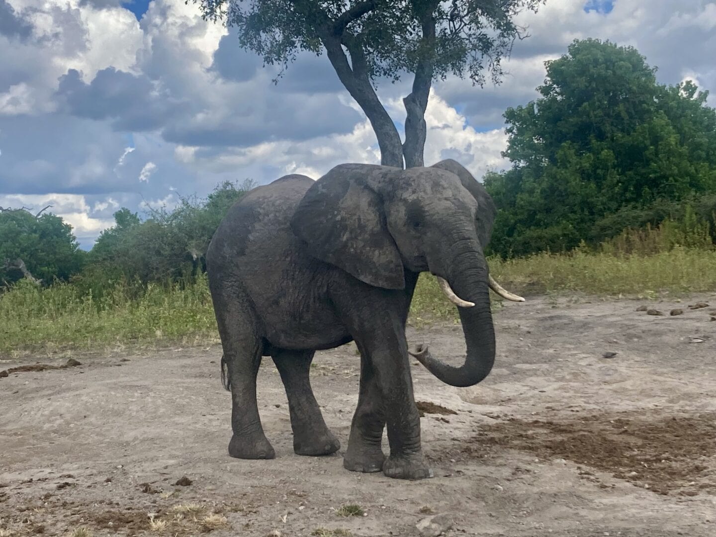 Chobe National park of Botswana, Safari tours in Botswana, one of the best places to see wildlife in Africa