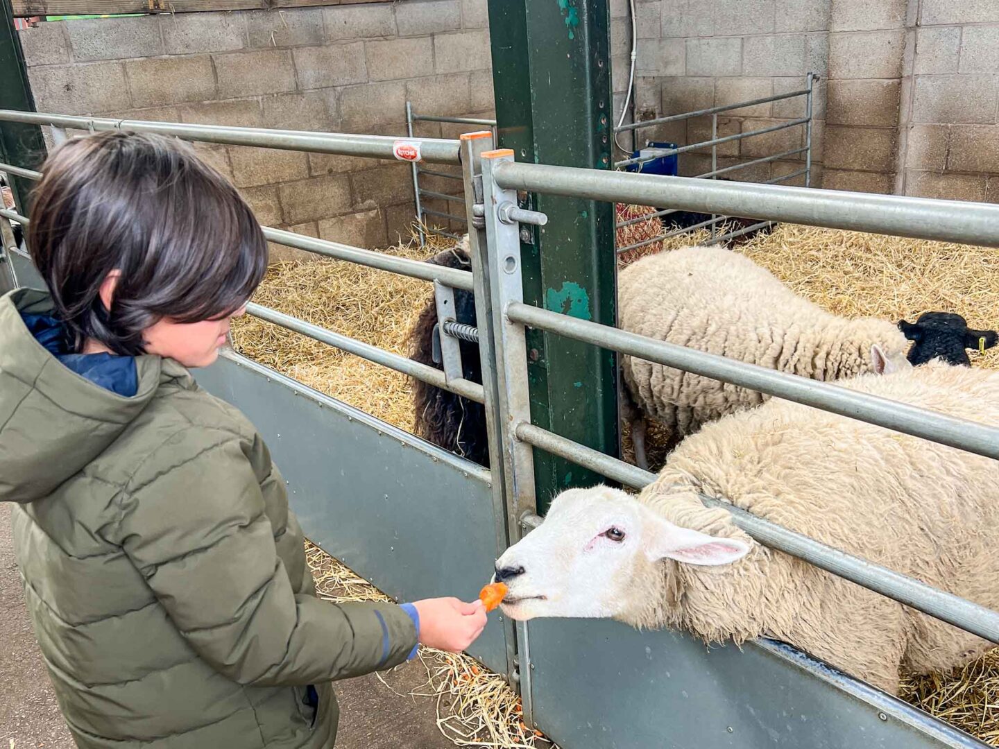 feeding sheep at Reddish Vale Farm, family days out in manchester, - feeding sheep at Reddish Vale Farm, family days out in manchester,