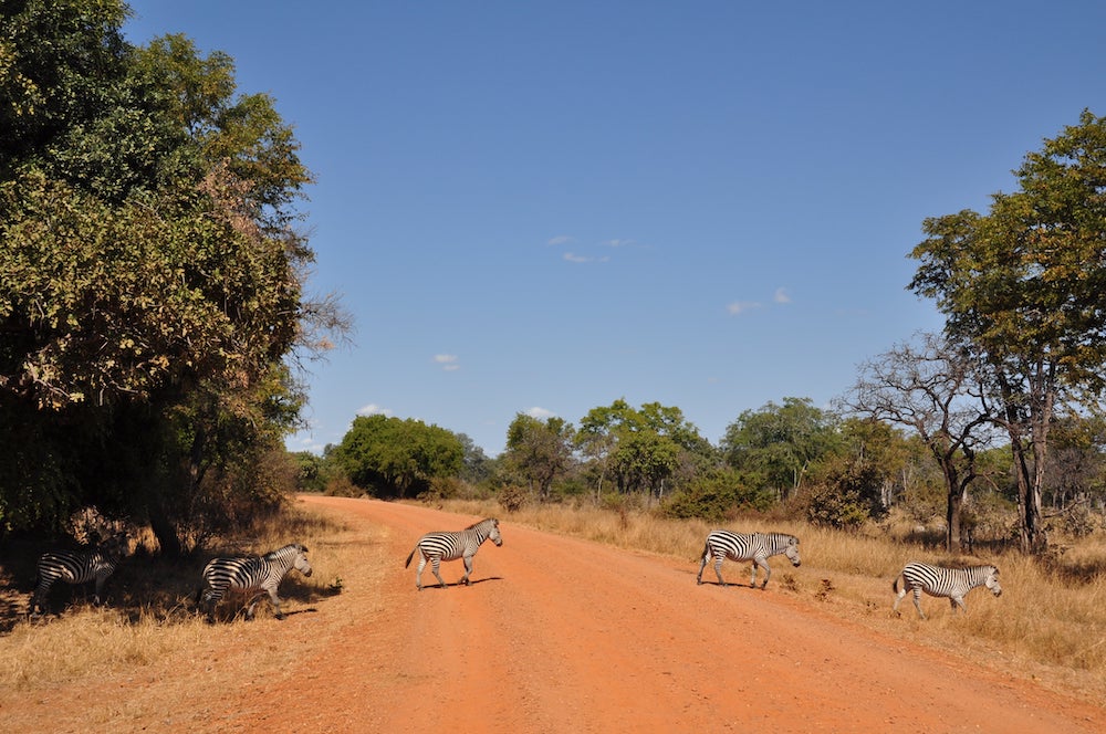 South Luangwa National Park, best national park to visit in july and august, Safari in Zambia, African safari tours