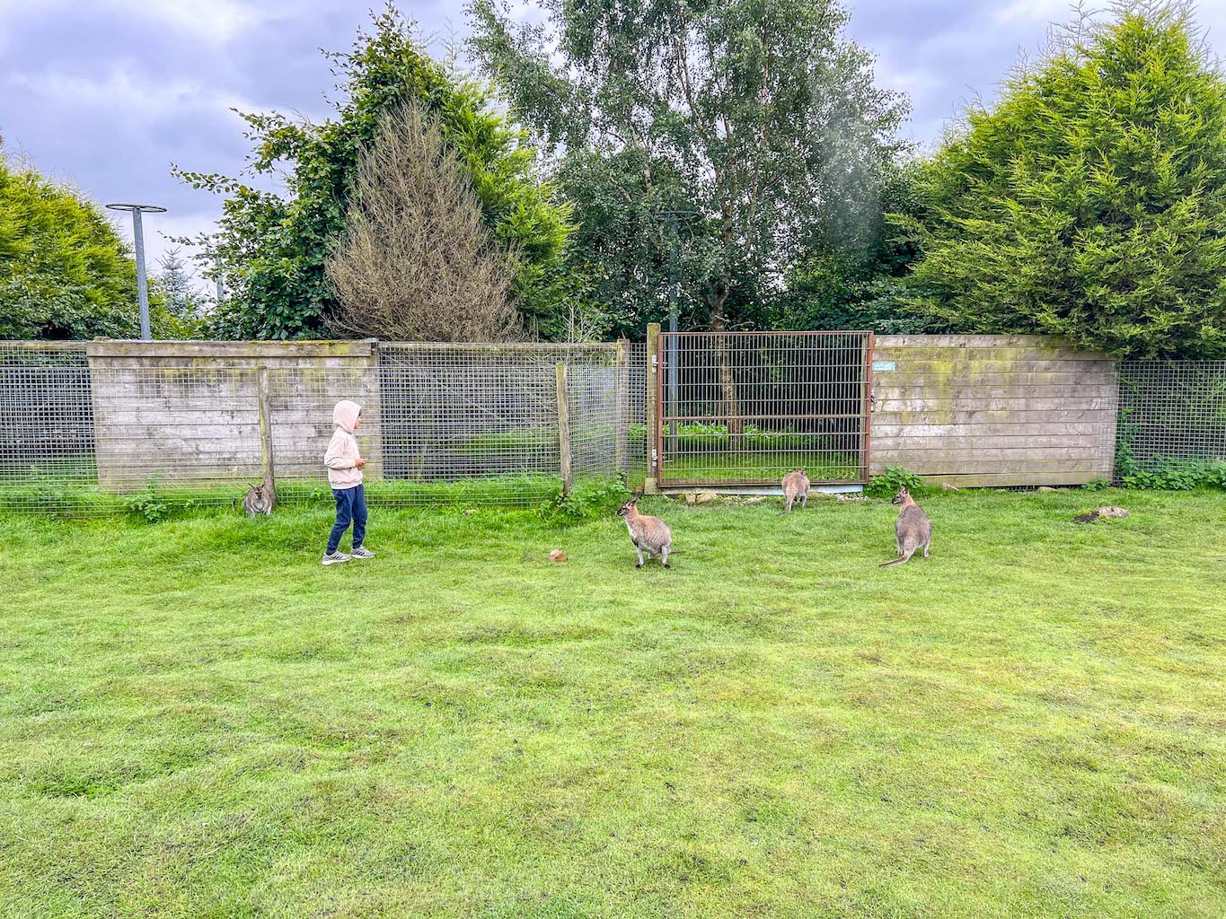 child feeding wallabies at peak wildlife park, family days out near manchester,