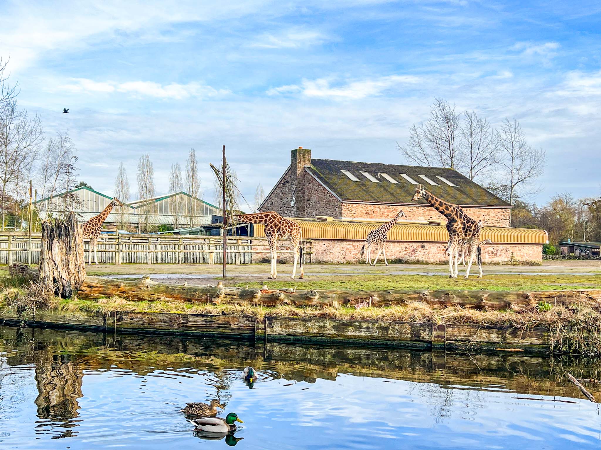 Family Days Out Near Manchester, Giraffes at Chester Zoo - Family Days Out Near Manchester, Giraffes at Chester Zoo